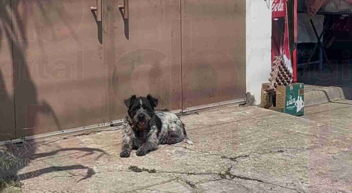 Ladrones posibles responsables por envenenamiento de perritos en la Lucio Cabañas