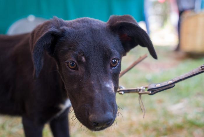 Lanza GHAPAD ‘Perrif, apadrina un lomito’