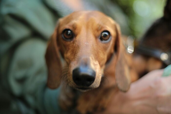 Lanzan campaña de esterilización de mascotas en Jacona