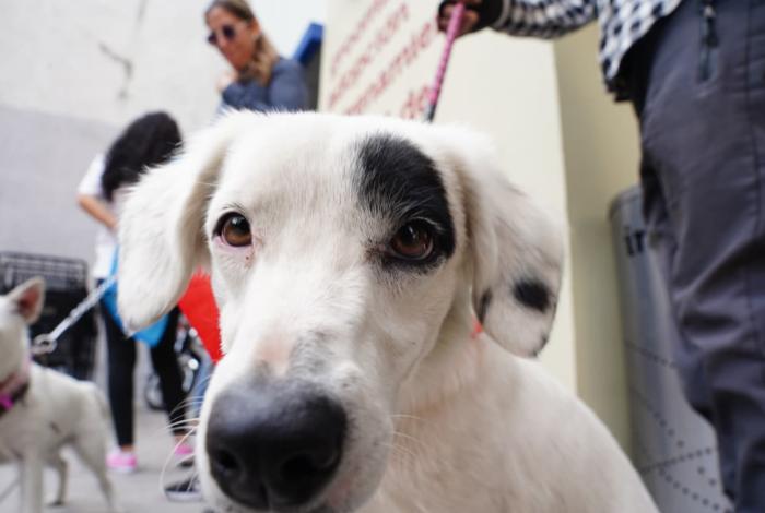 Lanzarán ‘Pancitas Llenas, corazones felices’ en Navidad y Año Nuevo para 5 mil peluditos