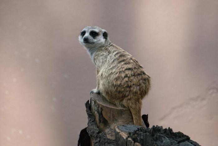 Las suricatas te esperan en el Zoo de Morelia