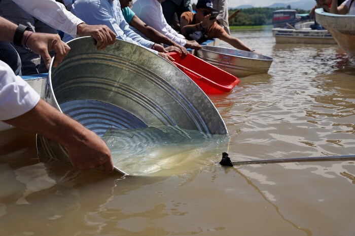 Liberan 10 mil peces blancos en lago de Pátzcuaro