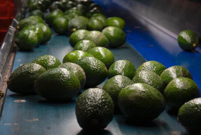 Libre de deforestación el 90% del aguacate de exportación: Secma