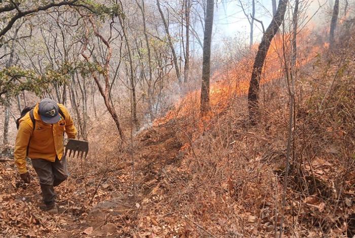 Liquidados, 3 incendios en Aguililla, Lagunillas y Pátzcuaro; se atienden 3 activos, informa Cofom