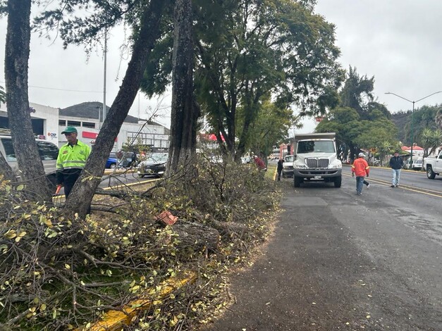 Lluvias de este martes dejan un árbol caído en Morelia: PC