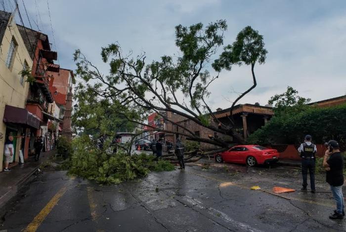 Lluvias en Morelia dejan árboles caídos y encharcamientos 