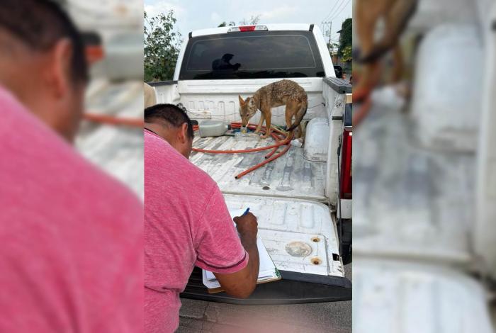 Lo adoptan como perro, pero resultó coyote; irá al Zoológico de La Piedad