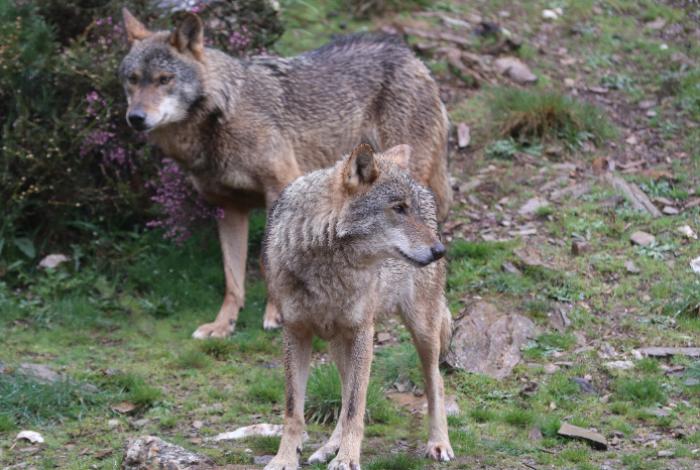 Lobo ibérico: Piden mudar ejemplares para frenar los ataques al ganado