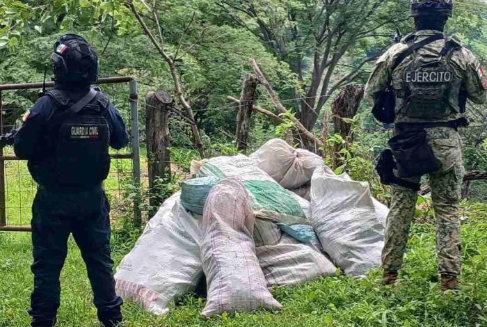 Localizados 16 costales de marihuana en Tuzantla: SSP
