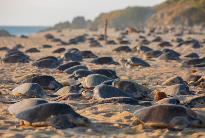 Logro para la naturaleza, temporada 2025 romperá récord de liberaciones de tortuga marina: Compesca