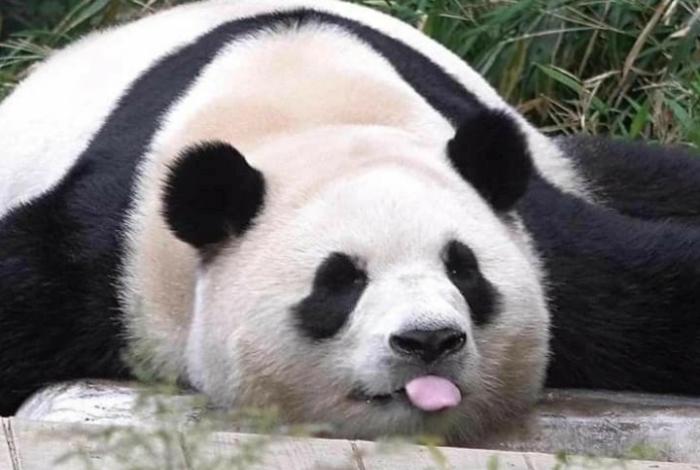 Los dos últimos pandas de Japón abandonan el país rumbo a China
