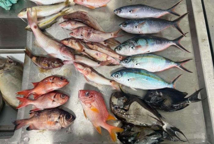 Los microplásticos llegan hasta los peces de islas remotas del pacífico