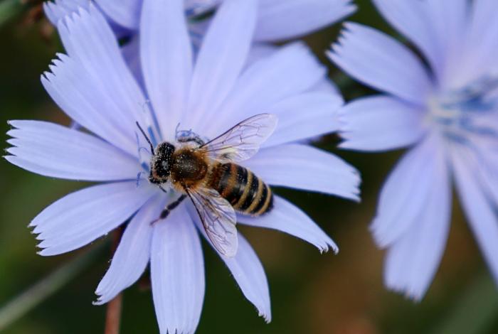 Los pesticidas son la causa principal de muerte de las abejas silvestres