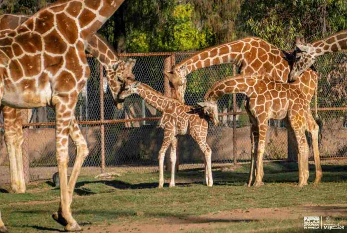 Luciano, el nombre de la jirafita del Zoológico de Morelia