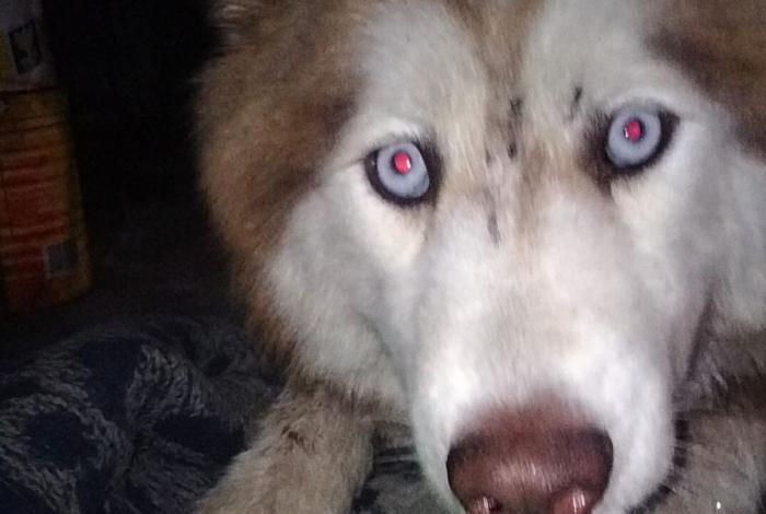 Maltratada, con una bala en la cabeza, lomita sobrevive a la crueldad en su máxima expresión