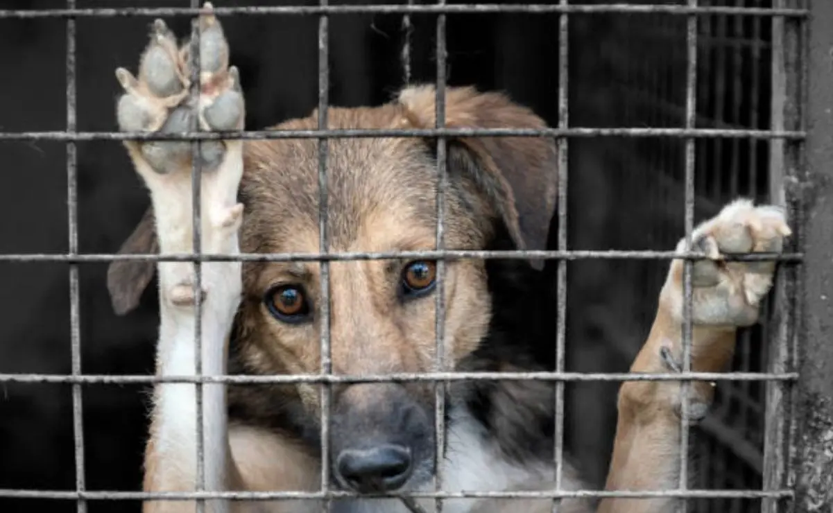 Maltrato animal en Morelia será castigado a partir de mayo