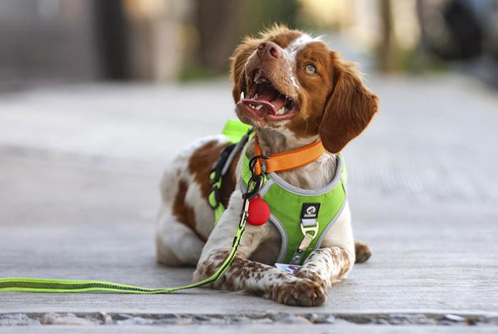 ‘Manchas’, el primer perro buscafugas de agua en México