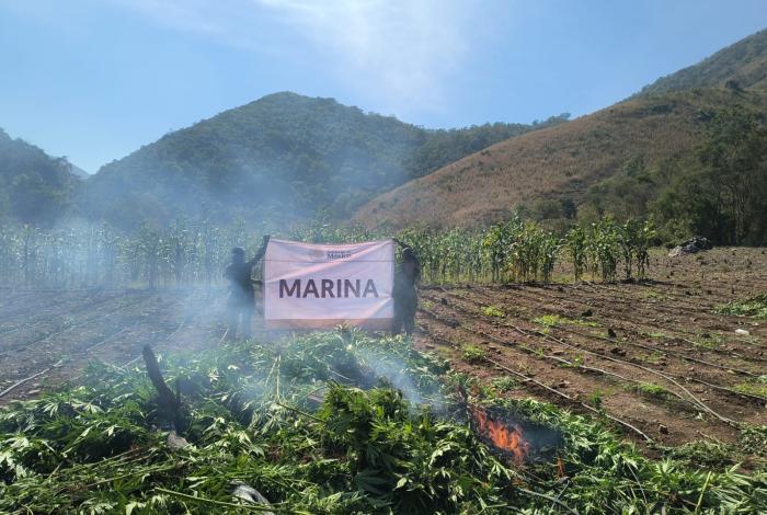 Marinos destruyen dos plantíos de marihuana
