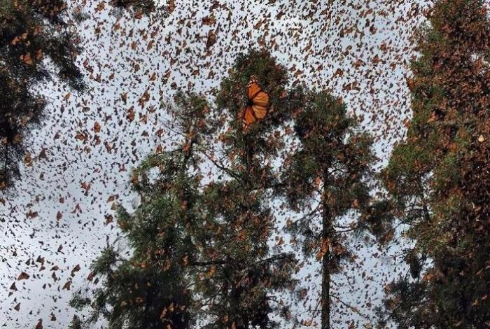 Mariposa monarca ocupa 64% más de superficie de bosques mexicanos en temporada 2025-2026