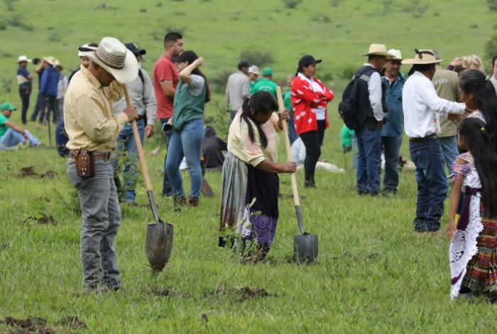 Más de 10 mil michoacanos se suman a la Jornada Nacional de Reforestación: Bedolla