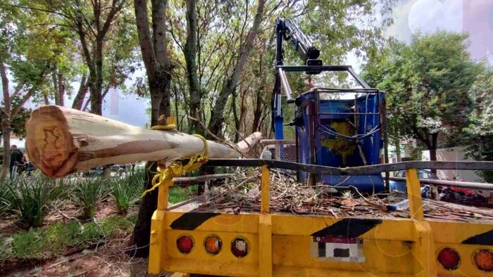 Más de 20 mil árboles de Morelia serán podados para su rescate