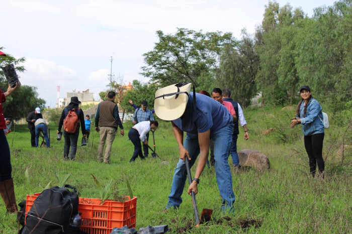 Más de 300 voluntarios reforestan la zona protegida Cerritos del Quinceo