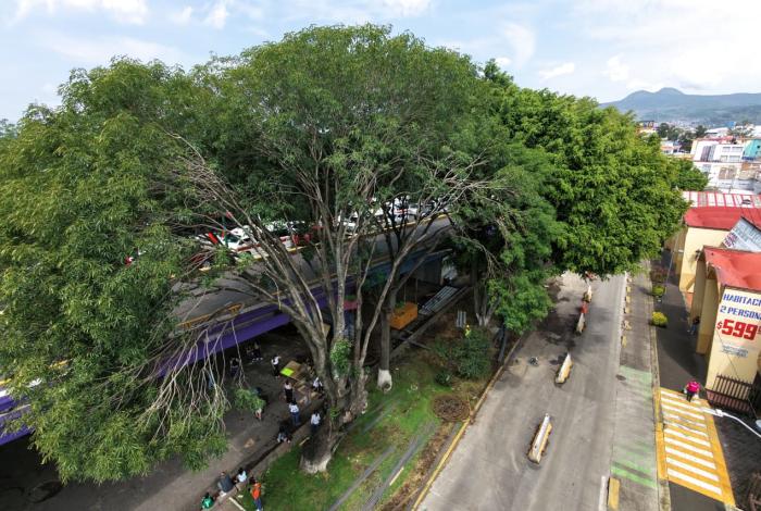 Más de 32 mil árboles serán reforestados, para compensar obras del Morebús