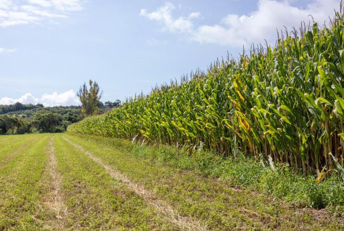 Más de 482 mdp para el campo; avanza pago a productores de maíz en Michoacán