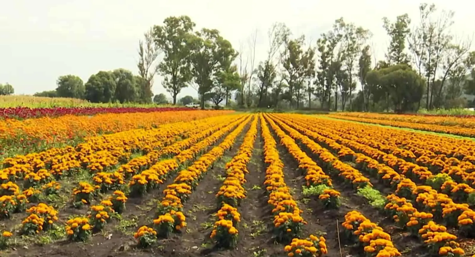 Más de 800 toneladas de Flor de cempasúchil engalanará la Noche de Muertos