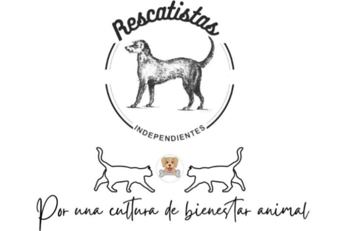 Más de una decena de perros y gatos buscan hogar: Invitan a rescatistas a sumarse a Feria de Adopción en Morelia