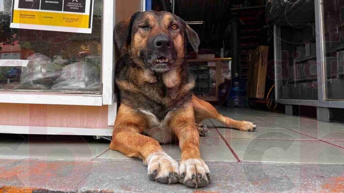 Más que una perrita, forma parte de una familia