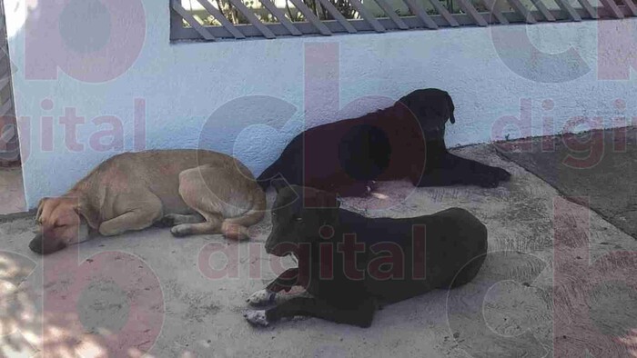 Mayor abandono animal, se presenta al poniente de Morelia: Animalistas