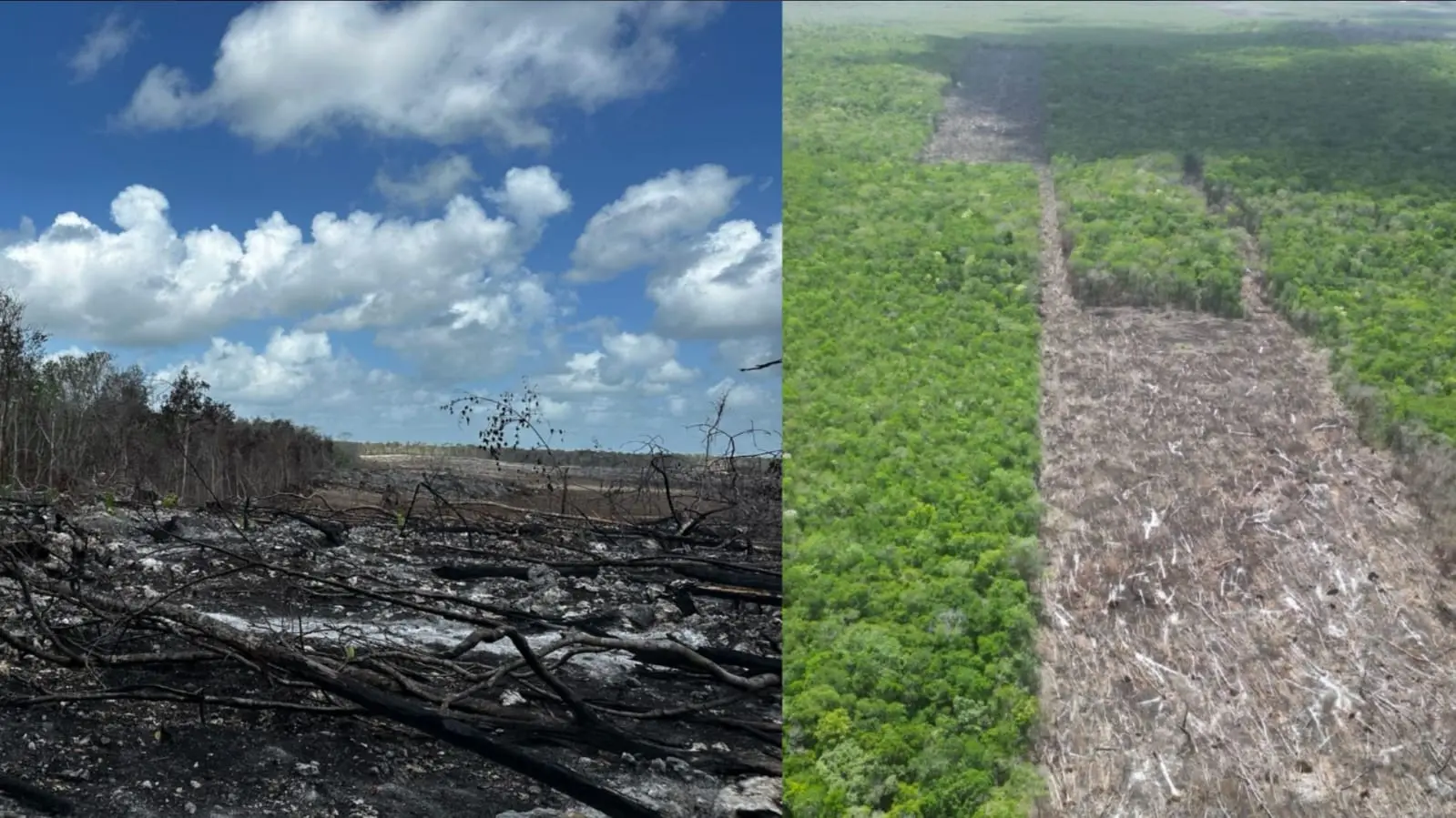 Menonitas talan ilegalmente mas de 2 mil hectáreas de selva en Yucatán, Campeche y Quintana Roo