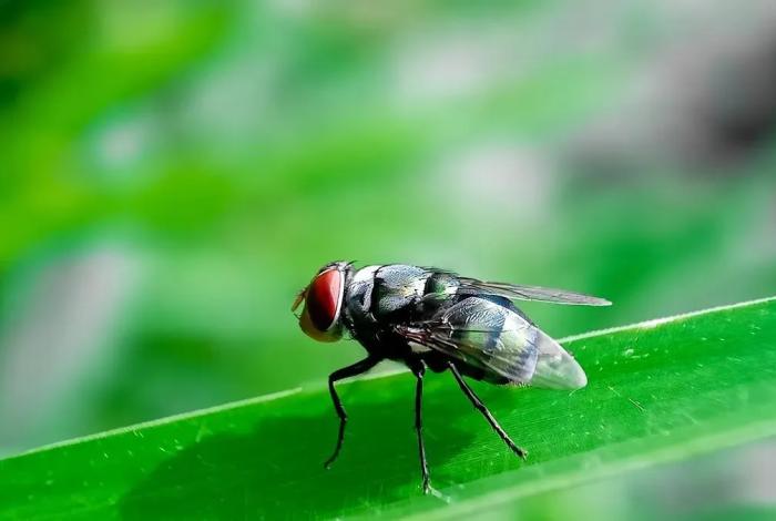 México combate gusano barrenador con moscas estériles