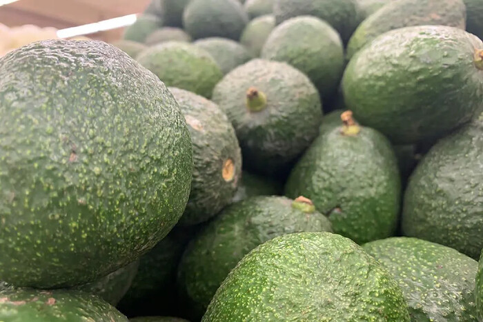 México establece nuevas zonas libres de plagas del aguacatero