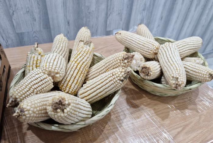 México garantiza "abasto nacional" de maíz blanco para 2025