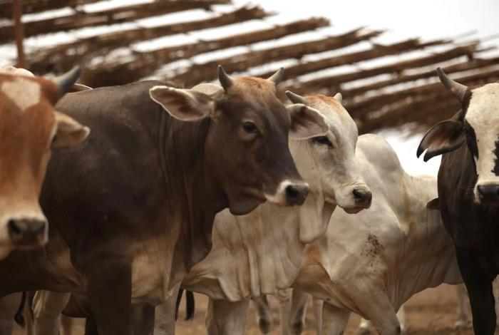 México refuerza medidas contra el gusano barrenador del ganado