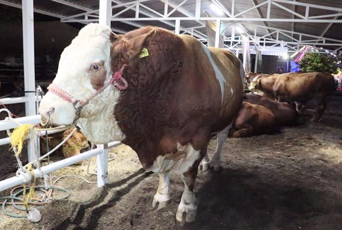 México suma 14,321 casos de gusano barrenador y acelera esfuerzos entre bloqueo de EUA