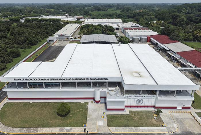 México y EE. UU. inauguran planta de moscas estériles contra el gusano barrenador