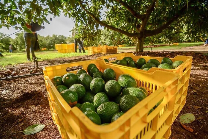 México y EUA acuerdan supervisión de huertos de aguacate; ahora la Secretaría de Agricultura será la responsable