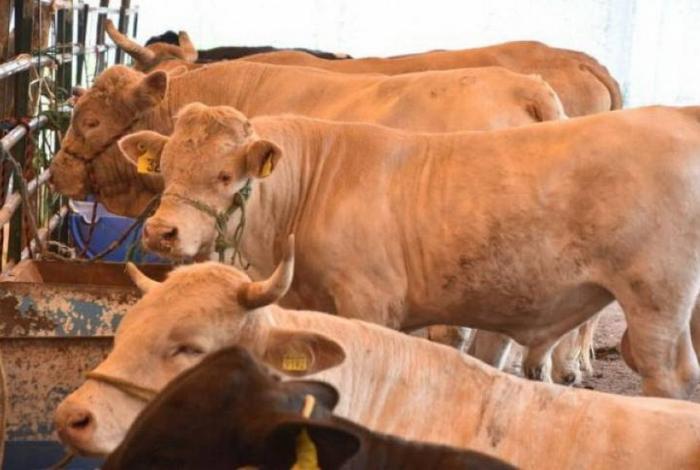 Michoacán anuncia su primera Feria Ganadera 2025