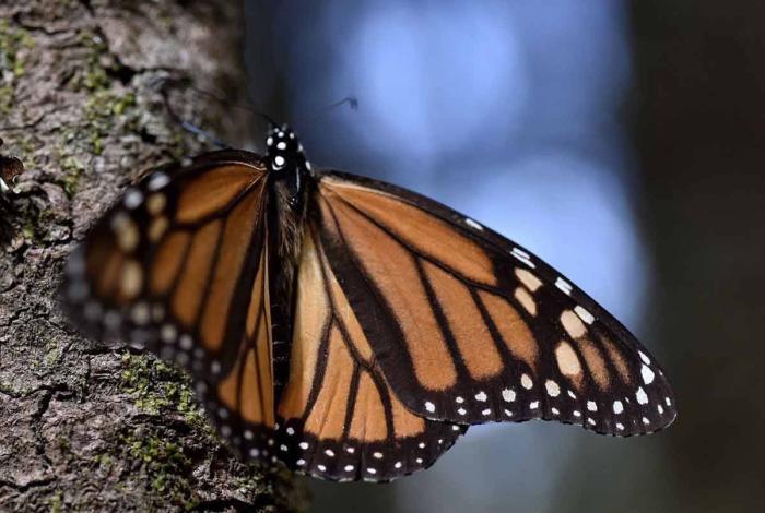 Michoacán celebra 51 años del descubrimiento de los santuarios de la Mariposa Monarca: Sectur