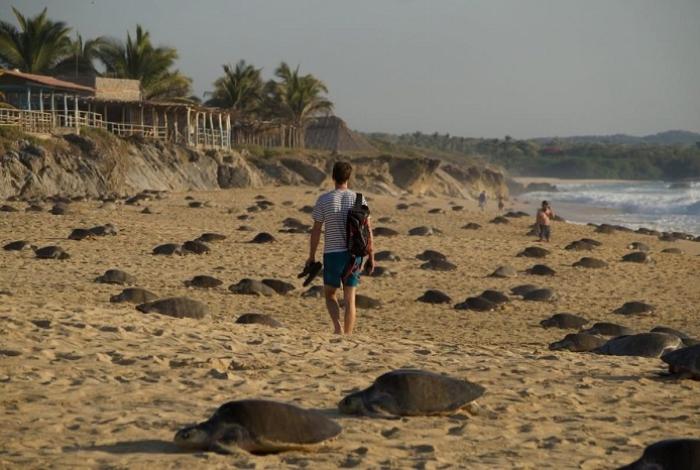 Michoacán, destino donde tres especies de tortuga marina eligen la vida
