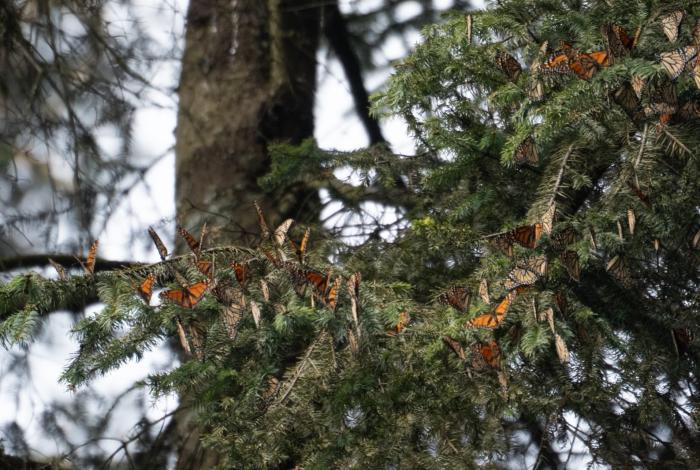 Michoacán está listo para la temporada monarca, asegura Bedolla