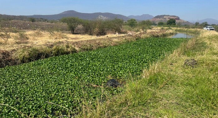 #Michoacán | Localizan cadáver embolsado en un canal de riego, en Zamora