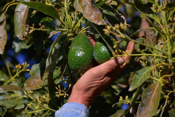 Michoacán perdió 18 mdd por suspensión de exportación de aguacate a EU