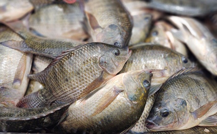 Michoacán produce 35 mil toneladas de pescado al año