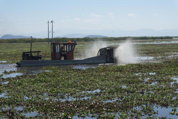 Michoacán rehabilitará 60 hectáreas del lago de Cuitzeo