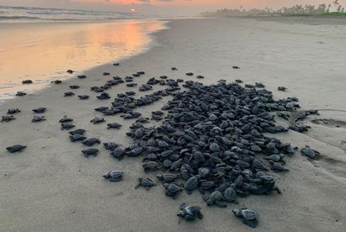 Michoacán se consolida como santuario de la tortuga laúd; suman 100 nidos protegidos