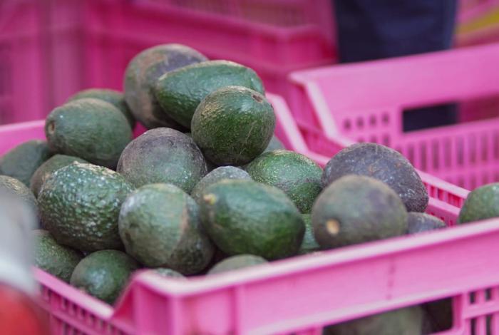 Mínimas, afectaciones por suspensión de inspección de aguacate: Bedolla